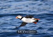 'Puffin Flight', Saltees Islands, Wexford