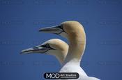 Gannet Watch, Saltees Islands, Wexford