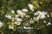 Burren Daisies on the Wild Atlantic Way