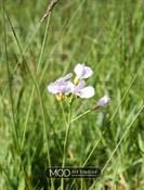 Nature's Resilience - Burren Co Clare