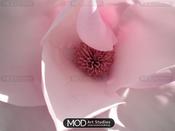 Heavenly Pink Camellia image