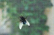Flyscreen Consultations