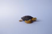 Loggerhead turtle                 L 7  H 2 cm