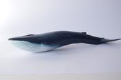 Blue whale                            L 23  H  4 cm