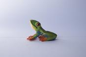 Red eyed tree frog                L 5.5  H 3.5 cm