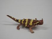 Thorny Devil                                      L 10.5  H 4 cm