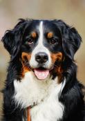 De-Matting &amp; De-Tangling Kit suitable for all Dense coat types (bernese golden retireiver