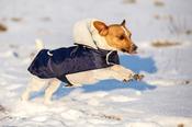 Dog Coat Teddy image