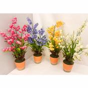 Enchante Bellflower Bush in Pot 48cm