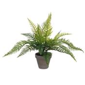 Fern Green In Pot Stan Grey D11,5Cm - H40xd36cm image