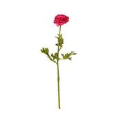 Ranunculus Fuchsia - 156Cm