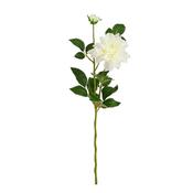 Dahlia Cream - 169Cm image