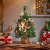 Golden Fir, 50Cm