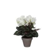 Cyclamen White In Pot Stan Grey D11,5Cm - H30xd30cm