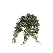 Ivy Green Variegated In Pot Stan Grey D11,5Cm - L45xw25xh25cm