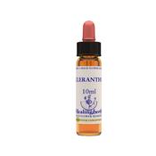 Healing Herbs Bach Scleranthus | Buy Online in Ireland