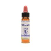 Healing Herbs Bach Clematis | Buy Online in Ireland image