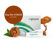Lignosus - Tiger Milk Mushroom | Buy Online in Ireland