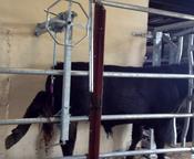 HOOF RAISER (LEG LIFTER)