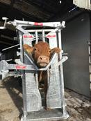 CATTLE IMMOBILISER/ HEADSCOOP