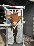 CATTLE IMMOBILISER/ V SCOOP