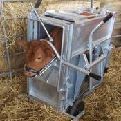 CALF DEHORNING UNIT DELUX