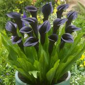 Calla Lilly 'Odessa' (2  Litre) image