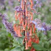 Phygelius 'Funfare Orange' 2L image
