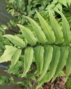 Cyrtomium Fortunei | Fortune's Cyrtomium