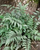 Athyrium Niponicum | 'Red Beauty' (2 Litre) image