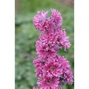 Delphinium Highlander 'Flamenco' (2 Litre) image