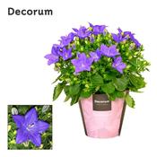 Campanula Isoph 'Napoli' (P11) image