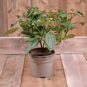 Viburnum davidii 3 Litre image