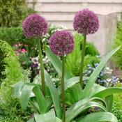 Allium 'Ostara' 2L