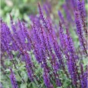Salvia nemorosa 'Caradonna' 2 Litre image