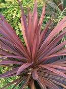 Cordyline australis 'Red Star' (P17) image