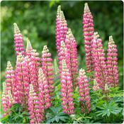 Lupin Gallery Pink 2L image
