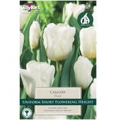 Tulip 'Calgary' Bulbs (5 pack) image