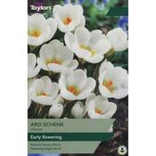 Crocus 'Ard Schenk' – 12 Bulbs