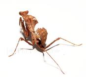 Dead Leaf Mantis (Deroplatys desiccata)