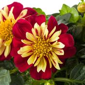 Dahlia Dahlietta Surprise Cindy 2 Litre image