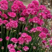 Armeria 'Armada Pink' (9cm) image