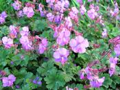 Geranium cantabrigiense 'Westray' 2L image