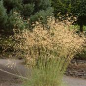 Stipa Gigantea (Golden Oats) image