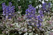 Ajuga reptans 'Burgundy Glow' image