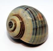 Hermit Crab Shell | Opening 3-4cm