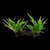Microsorum pteropus grown on Mangrove Wood