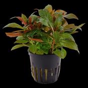 Ludwigia glandulosa 035B image