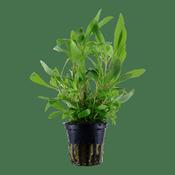 Hygrophila Siamensis