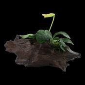 Anubias Barteri nana on wood 101 YWS